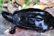 西非黑森林龟，西非黑森泥龟